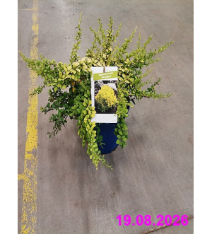 Berberis thunb. 'Sensation' C 2 L